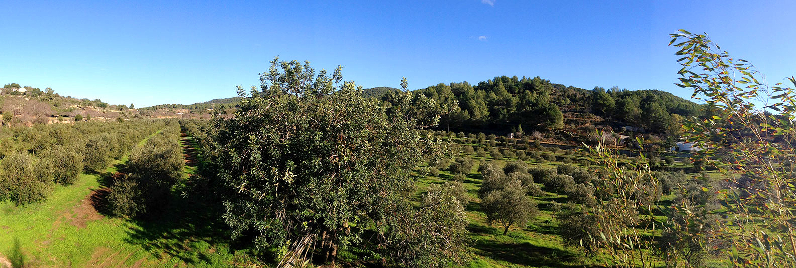 La plantación